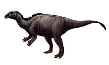 Camptosaurus Dinosaur Skull Cast Replica