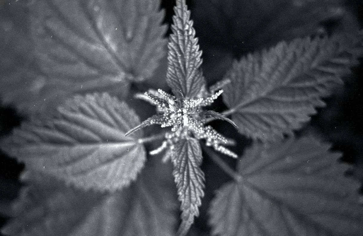 Silberra U400 - 35mm Film